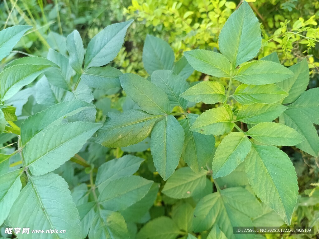 綠葉黃花植物特寫