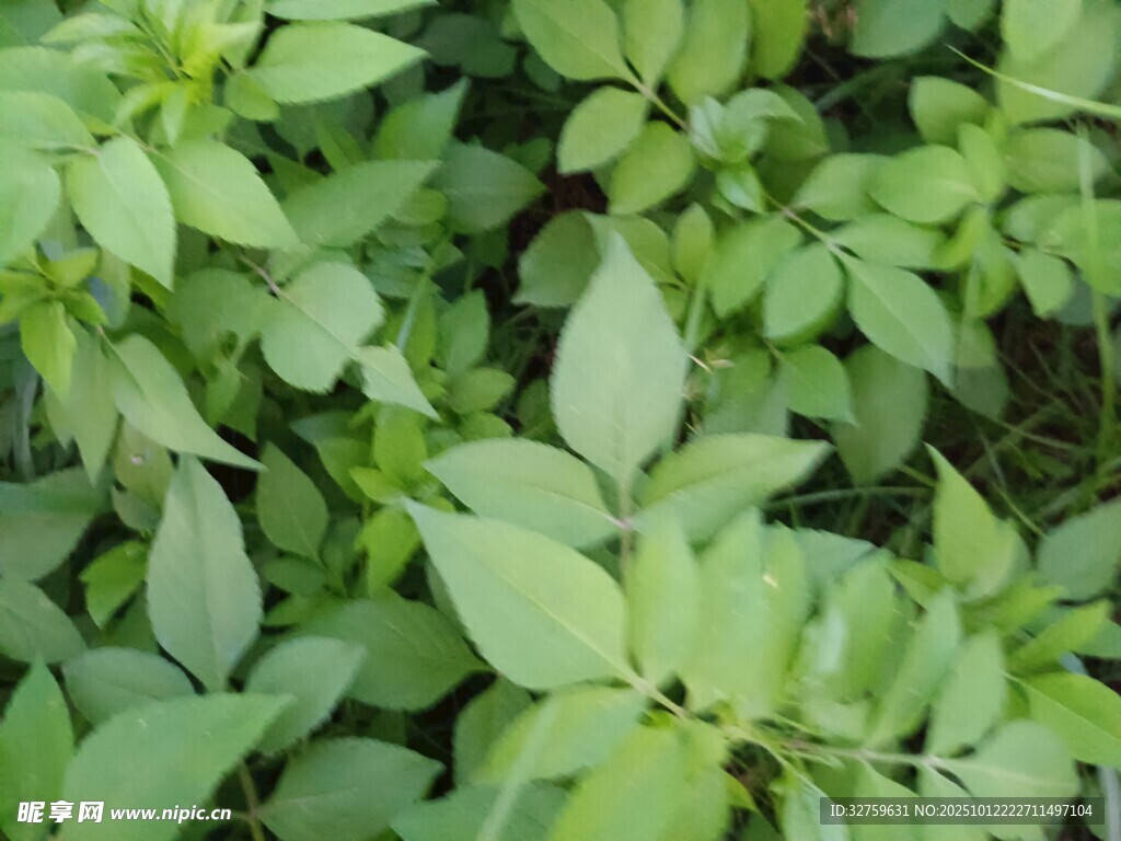 嫩綠葉片植物特寫
