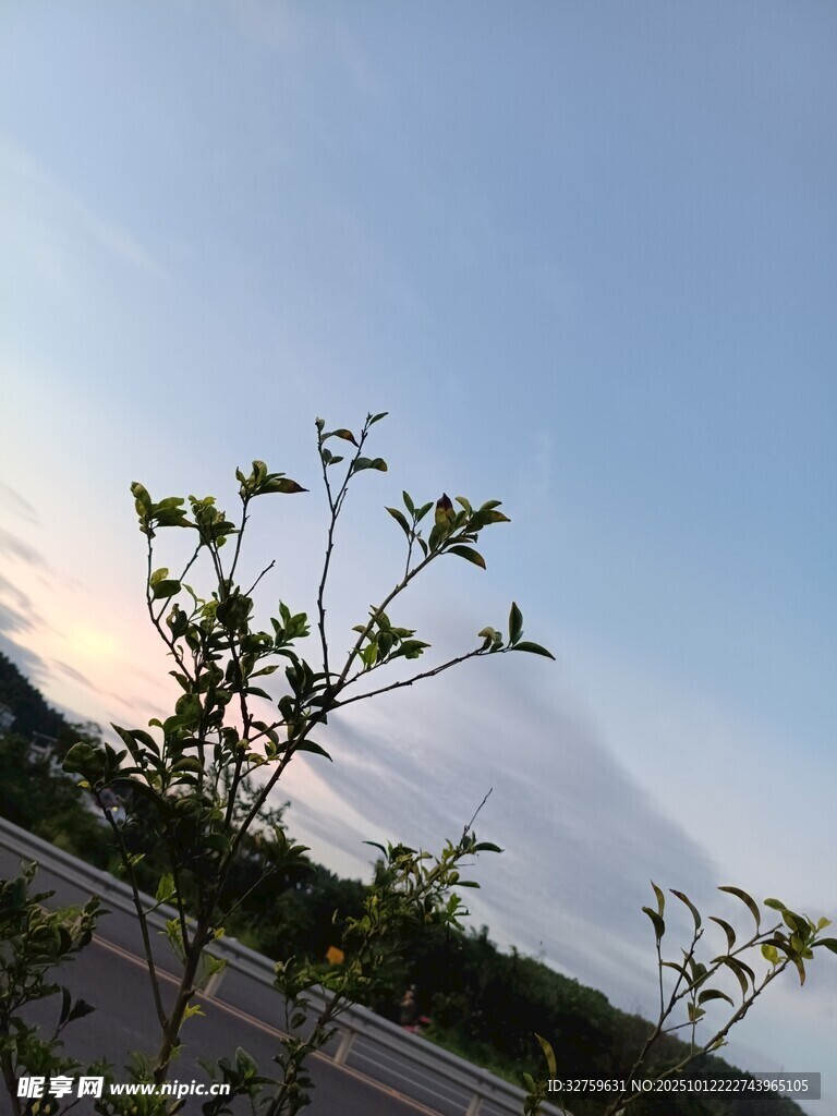 夕陽下的綠植生機景象