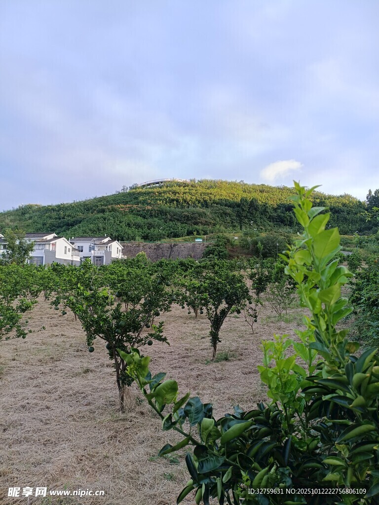 田園果園風(fēng)光