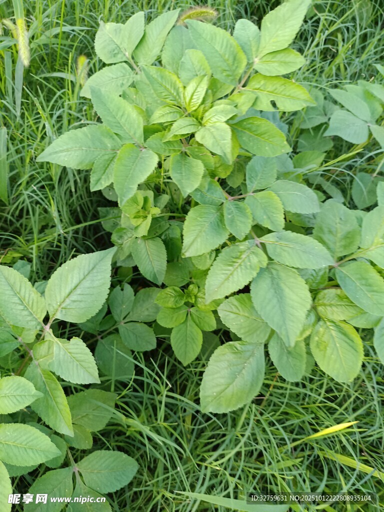 綠葉植物生機(jī)盎然