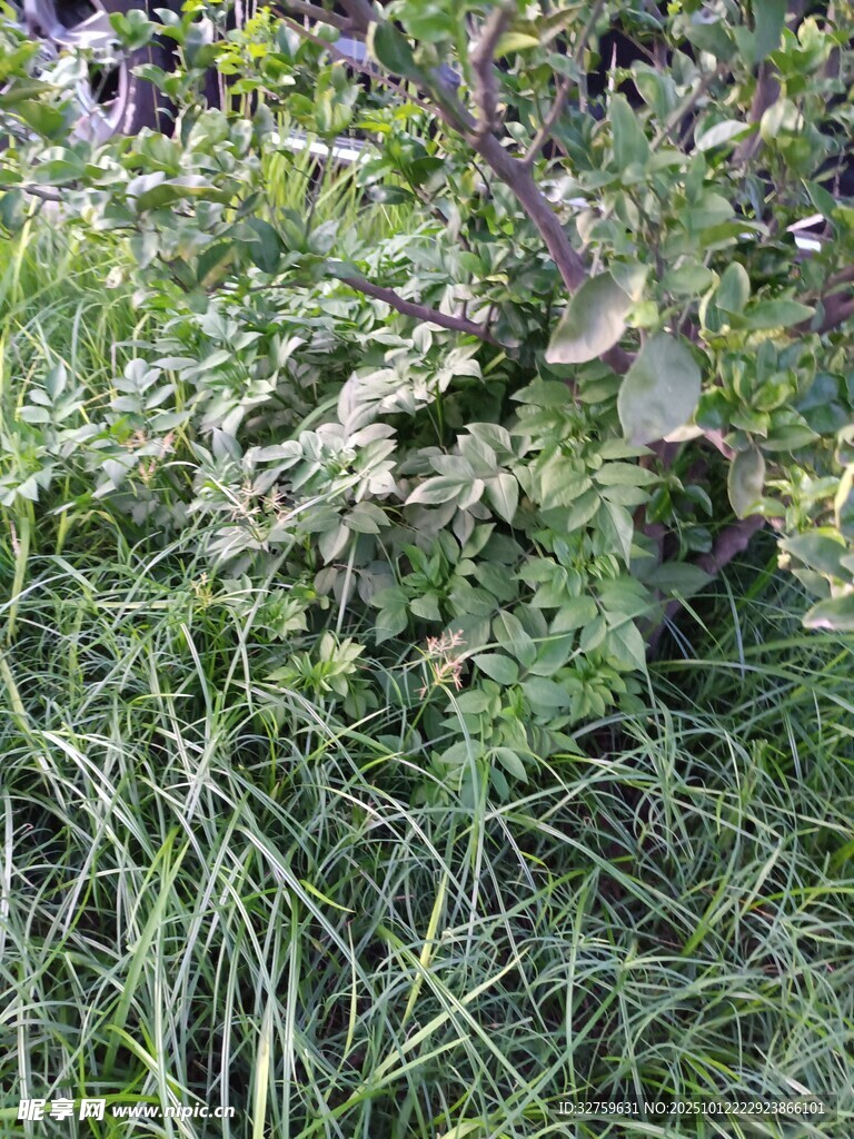 草叢中的綠葉植物