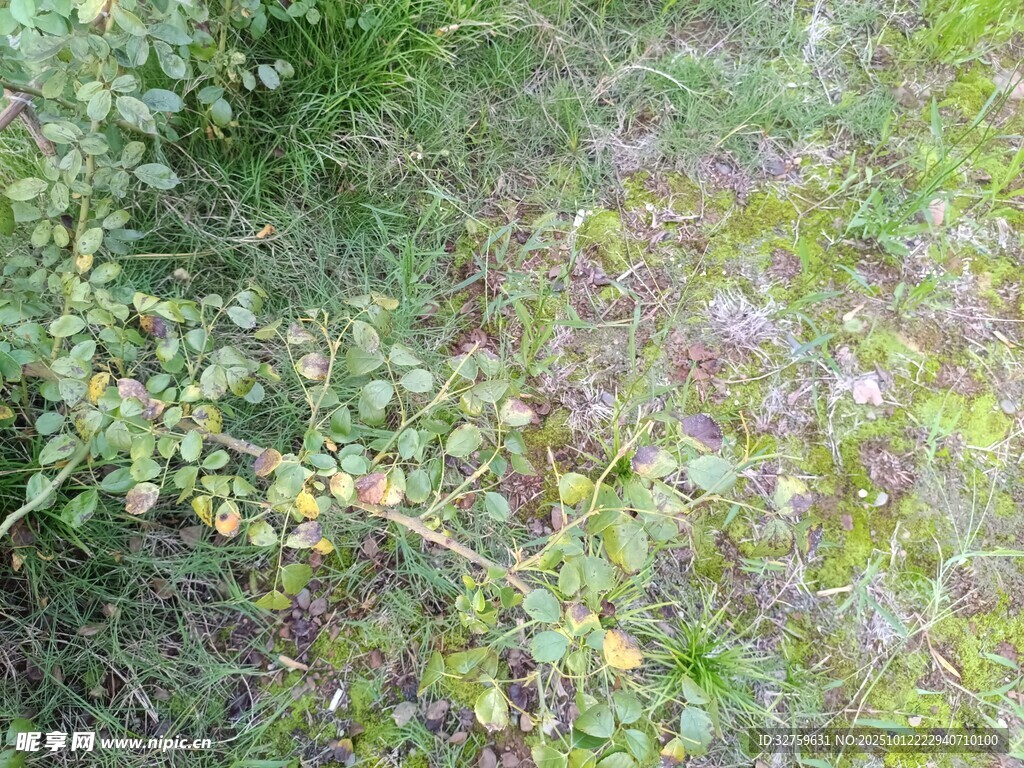 野外繁茂綠植與紫色小花