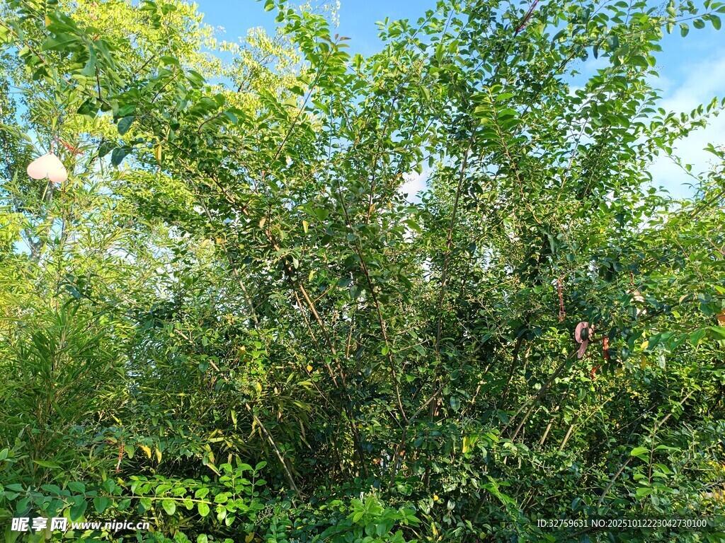 茂密綠意盎然的植物景觀