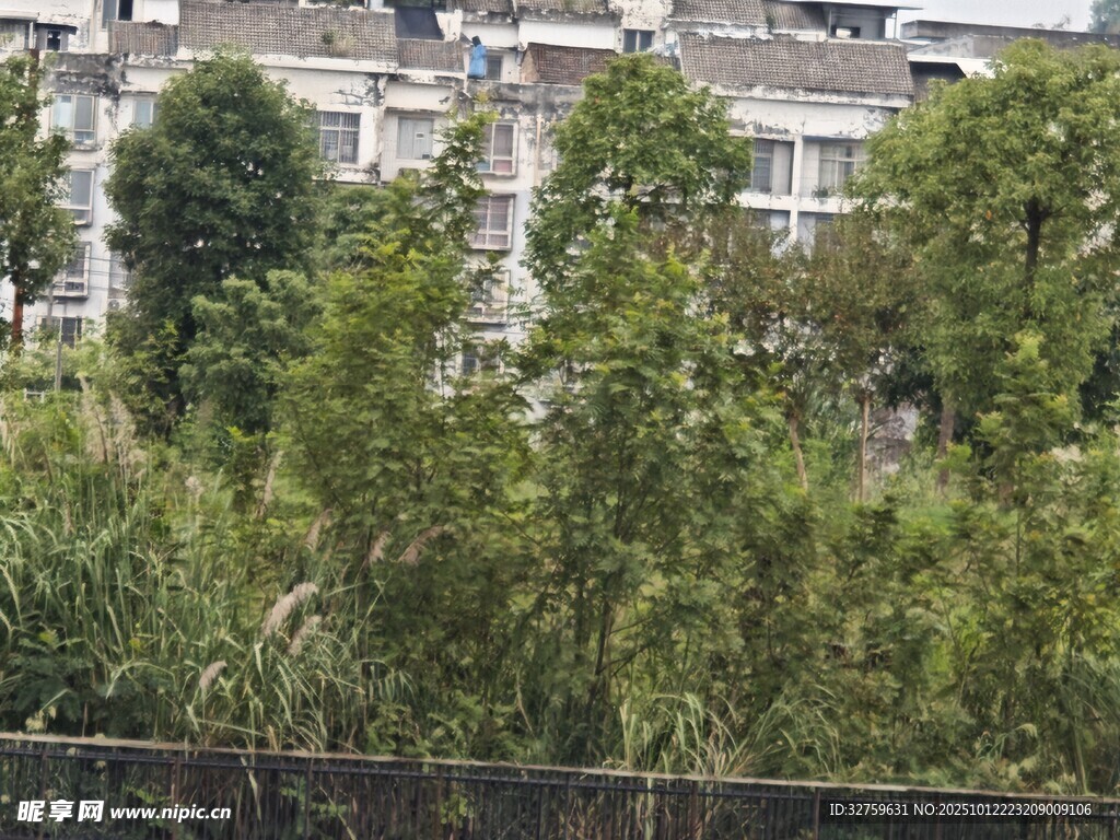 城市中的綠植景觀