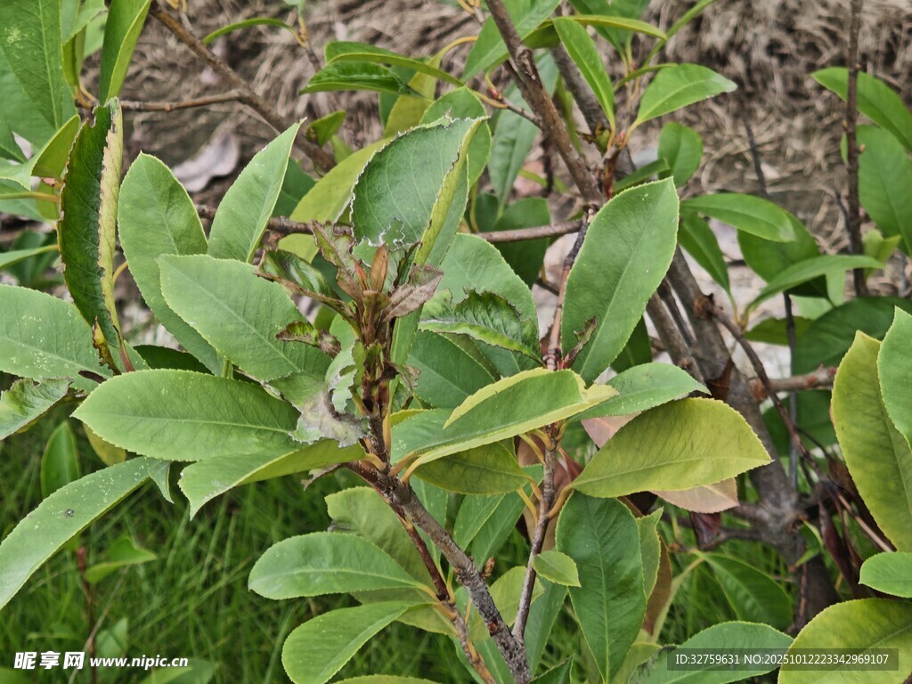 綠葉繁茂的植物景象
