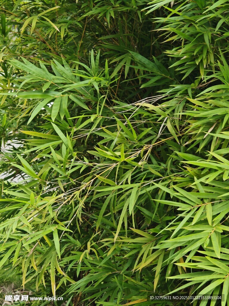 翠綠竹葉特寫(xiě)