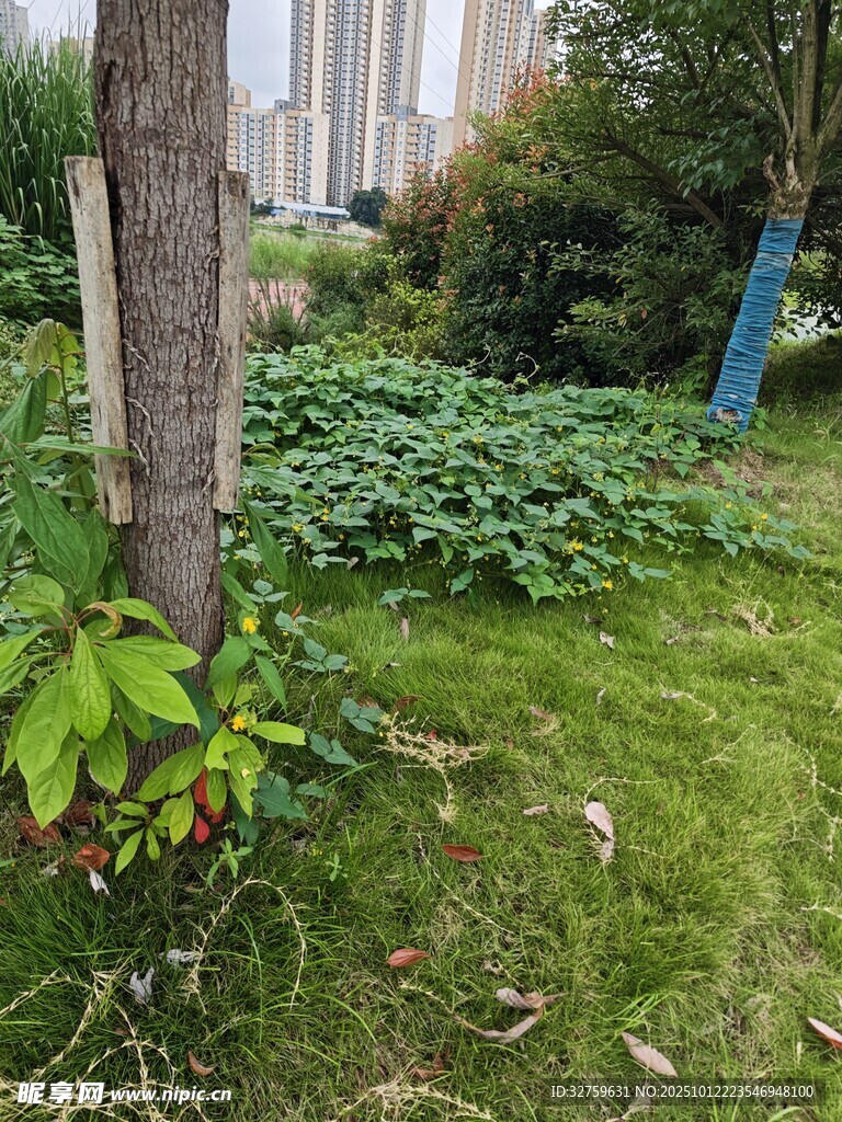 戶外綠植環(huán)繞的自然場景