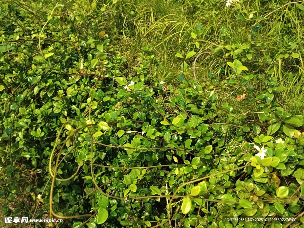 翠綠繁茂的野生植物景象