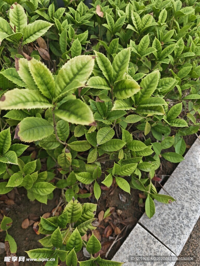 路邊翠綠植物景觀