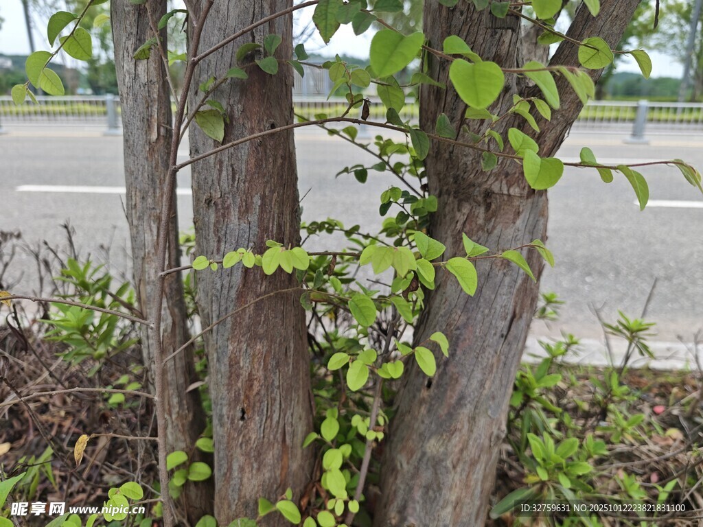 樹(shù)干旁新生的翠綠枝葉