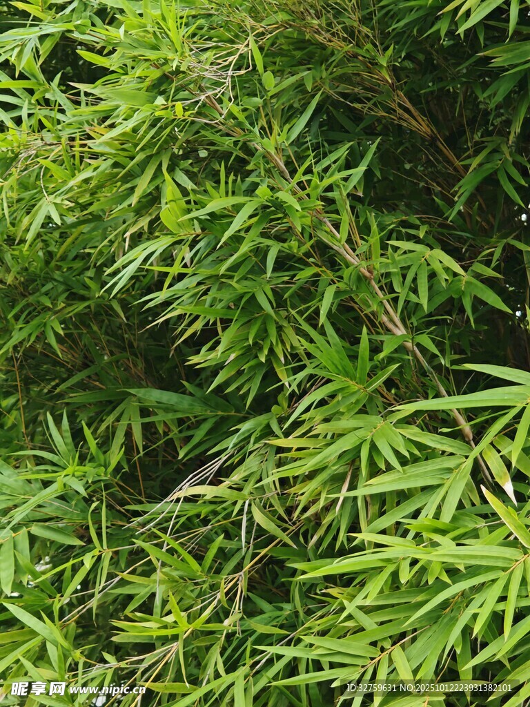 翠綠竹葉特寫