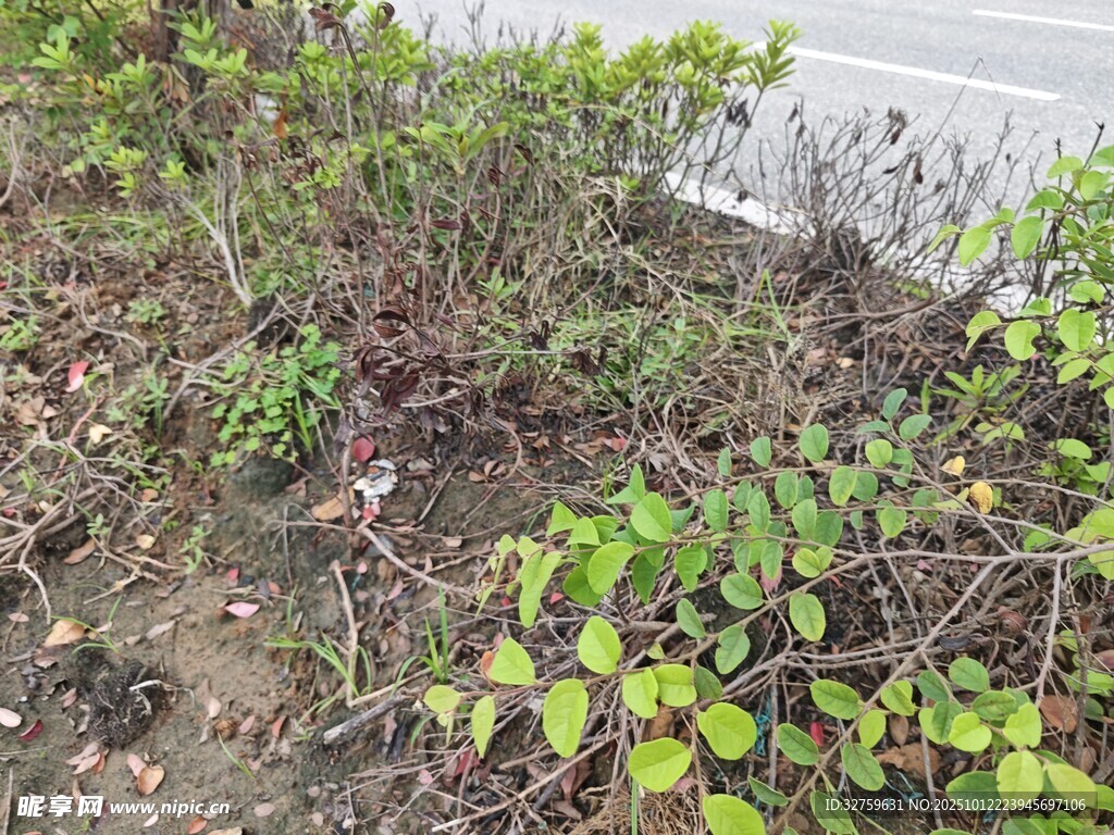 路邊繁茂的綠色植物