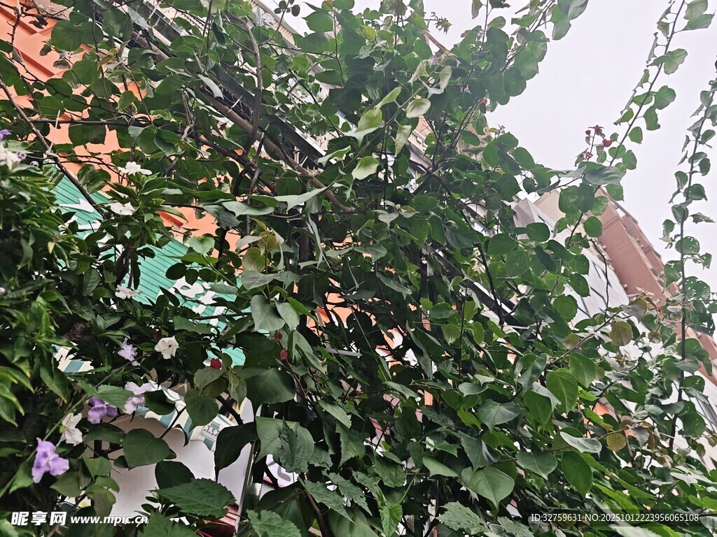 綠葉繁花的自然景致