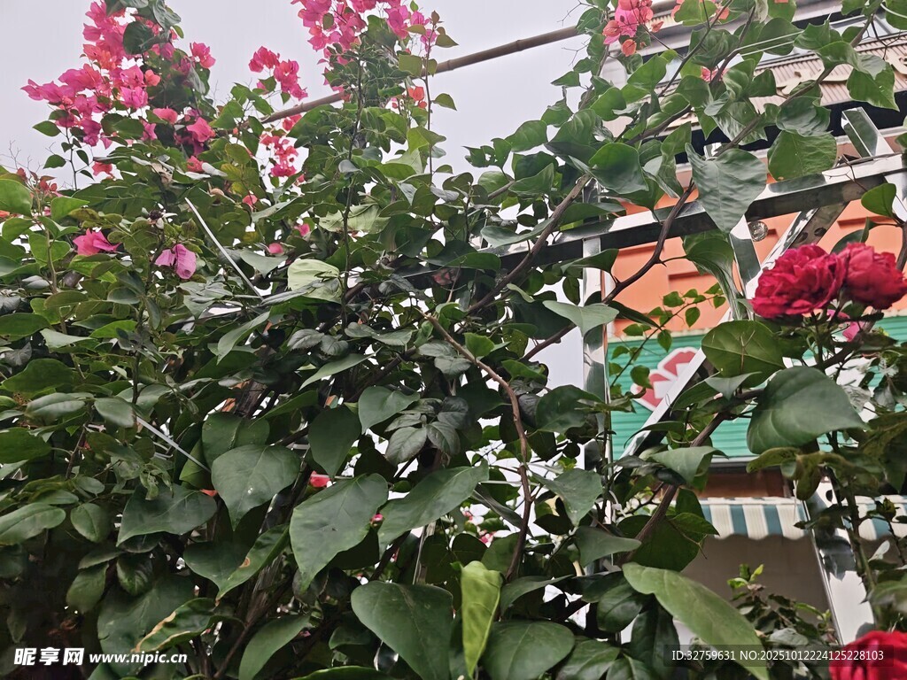 多彩花卉綻放綠葉間