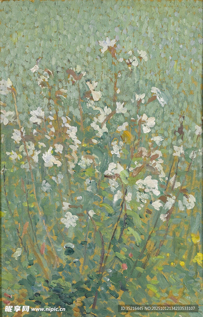 田野中的白色花卉景觀