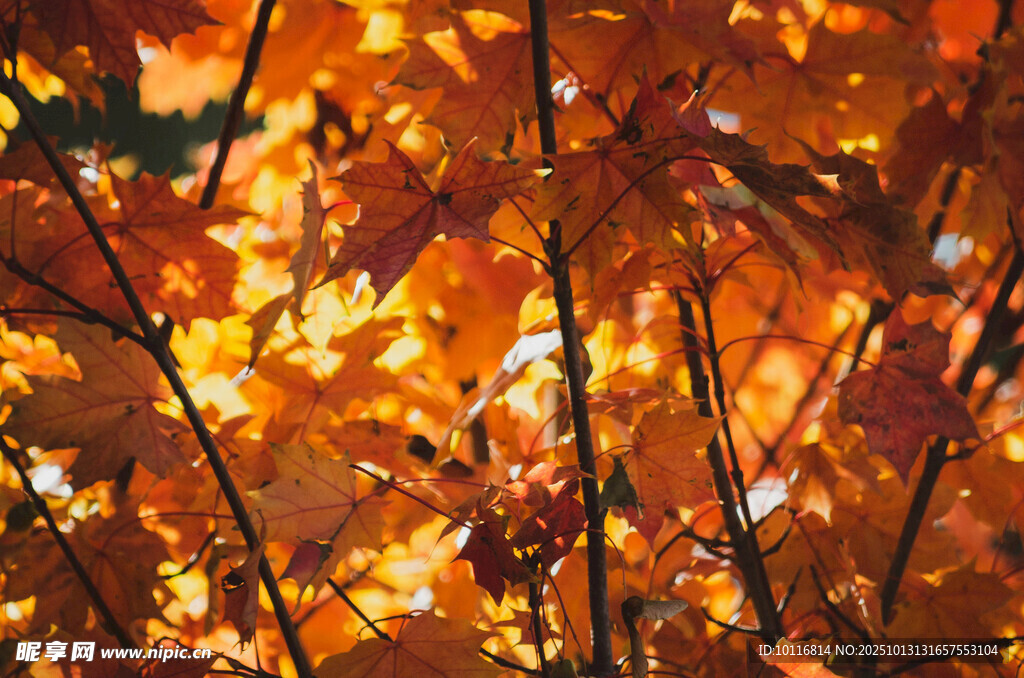 秋日楓葉