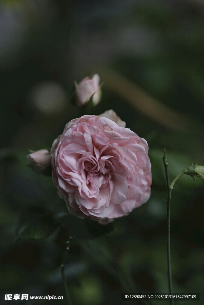 粉色柔美綻放的嬌艷花朵