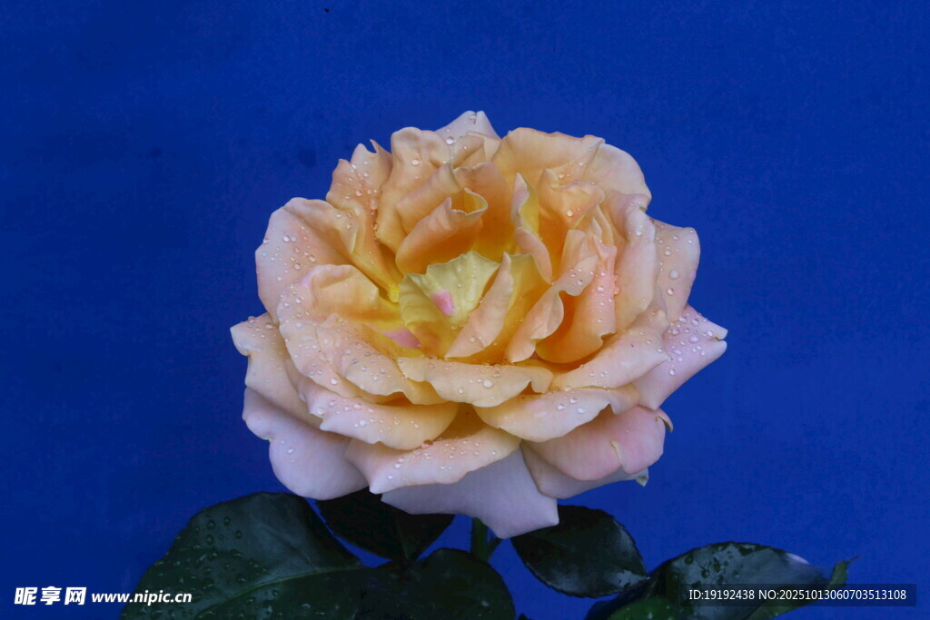 月季花 