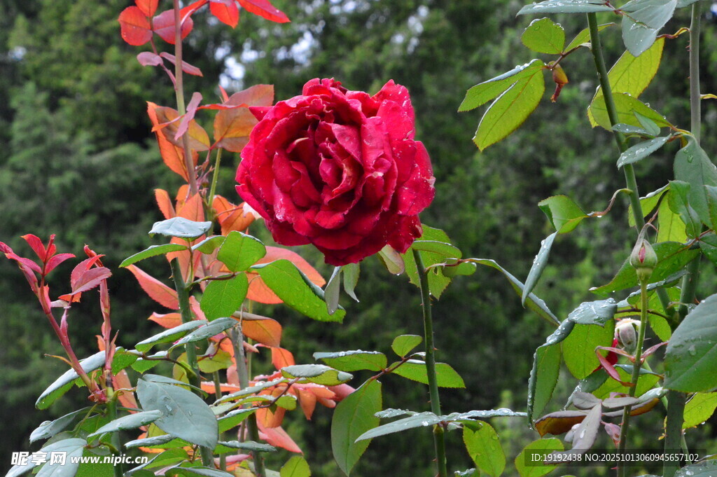 月季花  