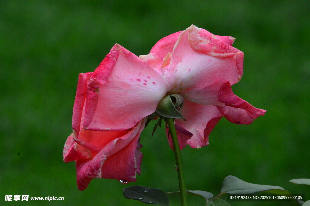 月季花  