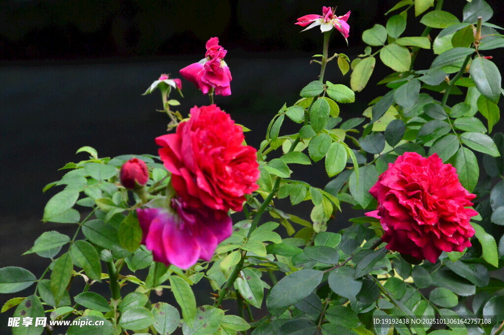 月季花  