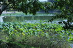 公園風(fēng)景  