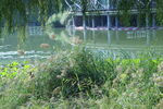 公園風(fēng)景  
