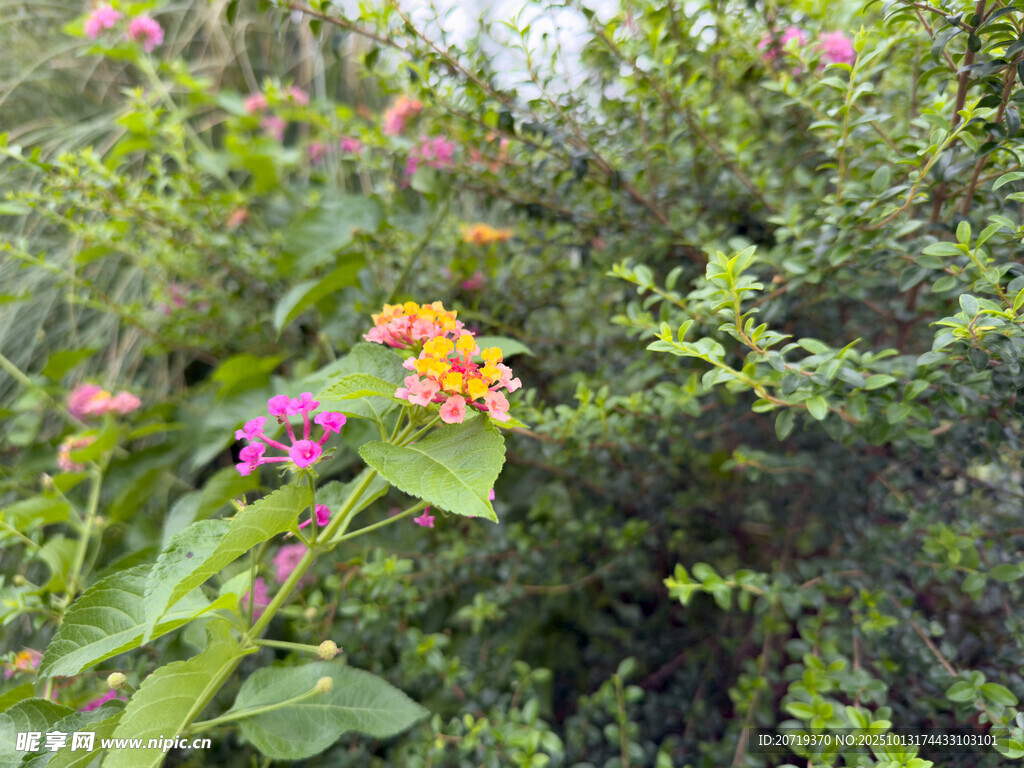 多彩花卉綠植景觀