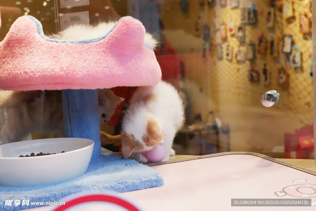 小動物 