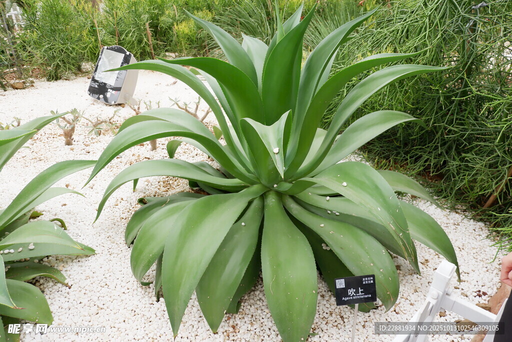 蘆薈植物