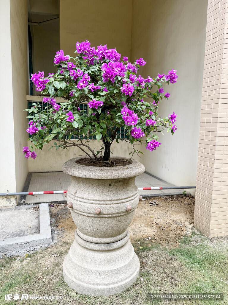 葉子花
