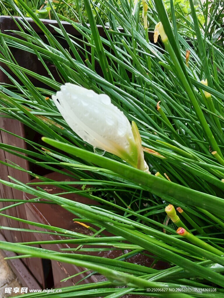 白花