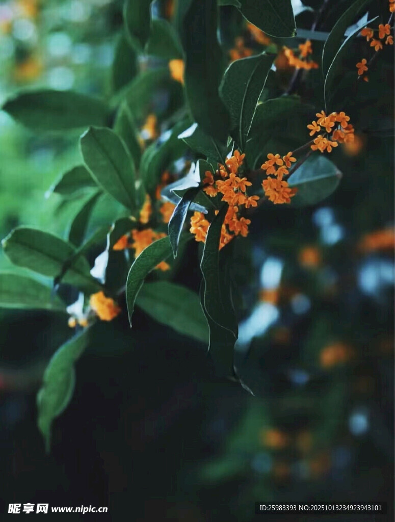 桂花
