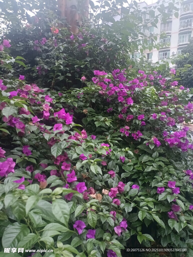 繁花盛開的三角梅景觀