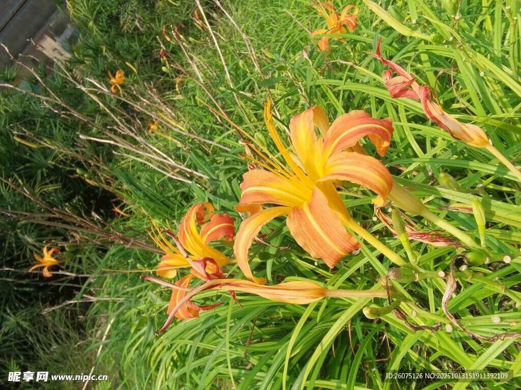 盛開(kāi)的橙色萱草花