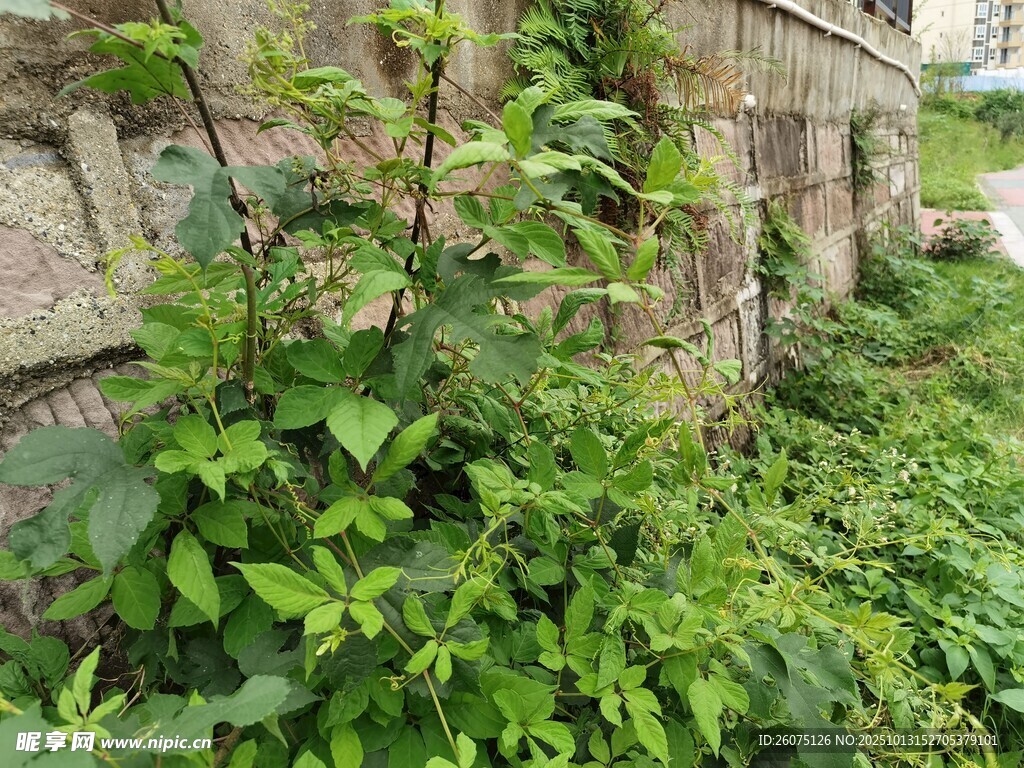石墻邊繁茂的綠色植物