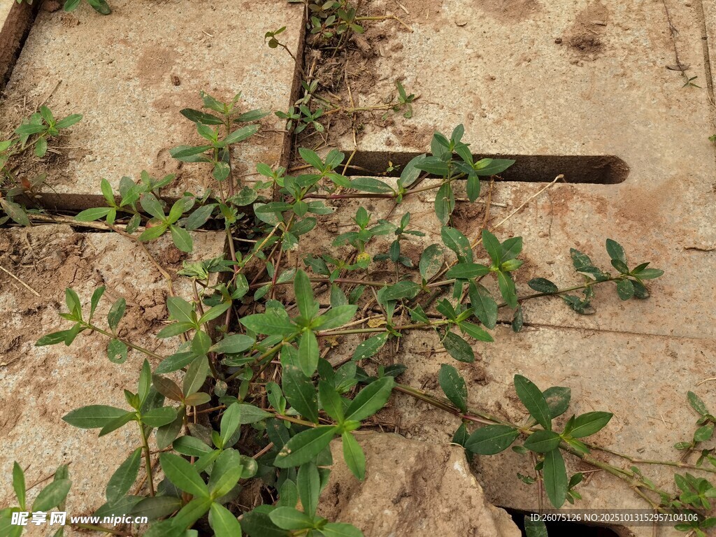 磚縫中頑強(qiáng)生長的綠色植物