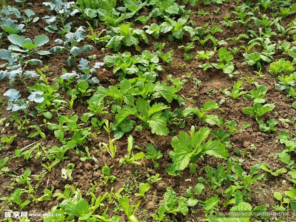地面上的嫩綠植物群落