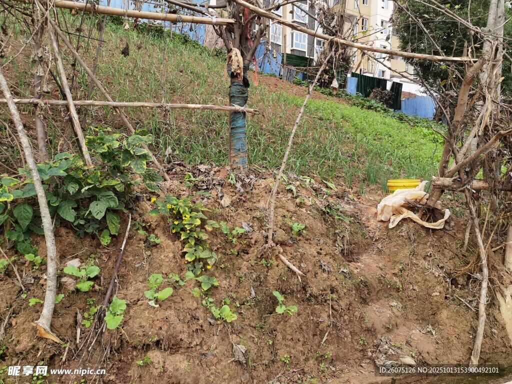 庭院中的綠植與圍欄
