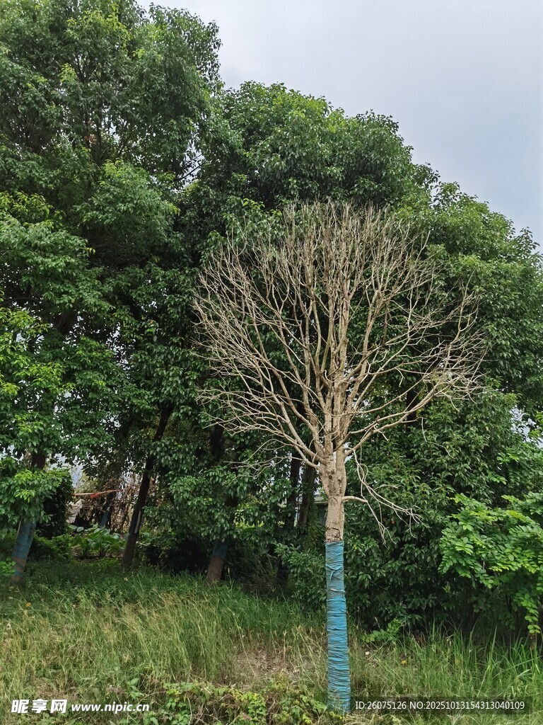 孤獨枯樹立于蔥郁林間