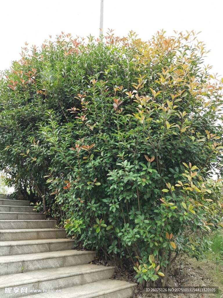 石階旁繁茂綠植景觀