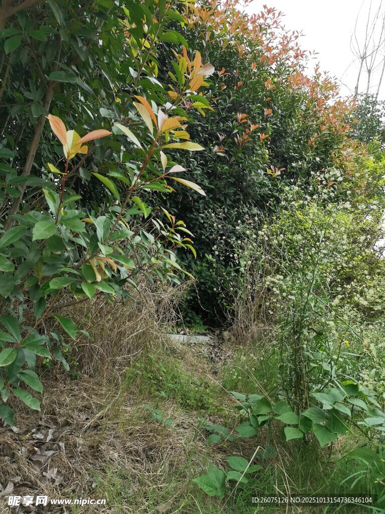 山間綠植環(huán)繞的小徑