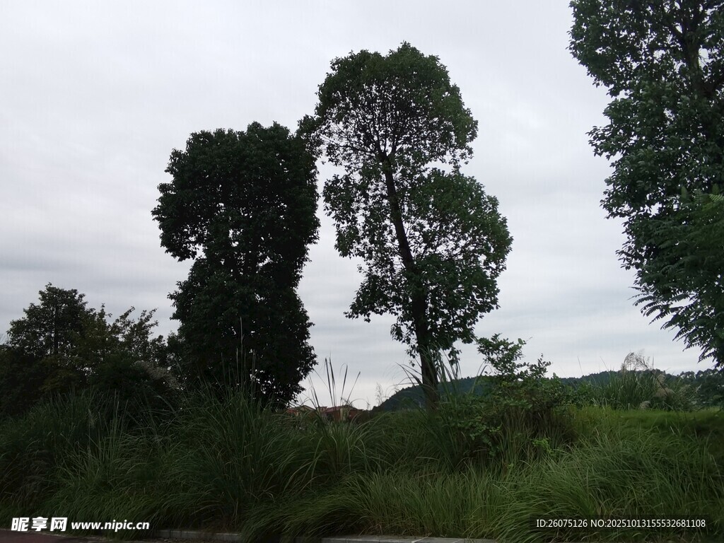 野外蔥郁樹(shù)木與草地景觀