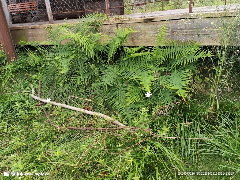 雜草叢生的廢棄角落