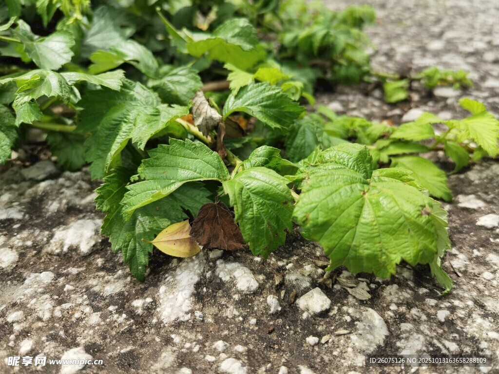 地面上的嫩綠植物