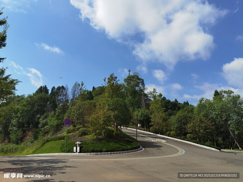 蜿蜒公路旁的蔥郁山林