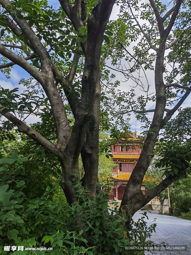 繁茂大樹(shù)下的靜謐景致