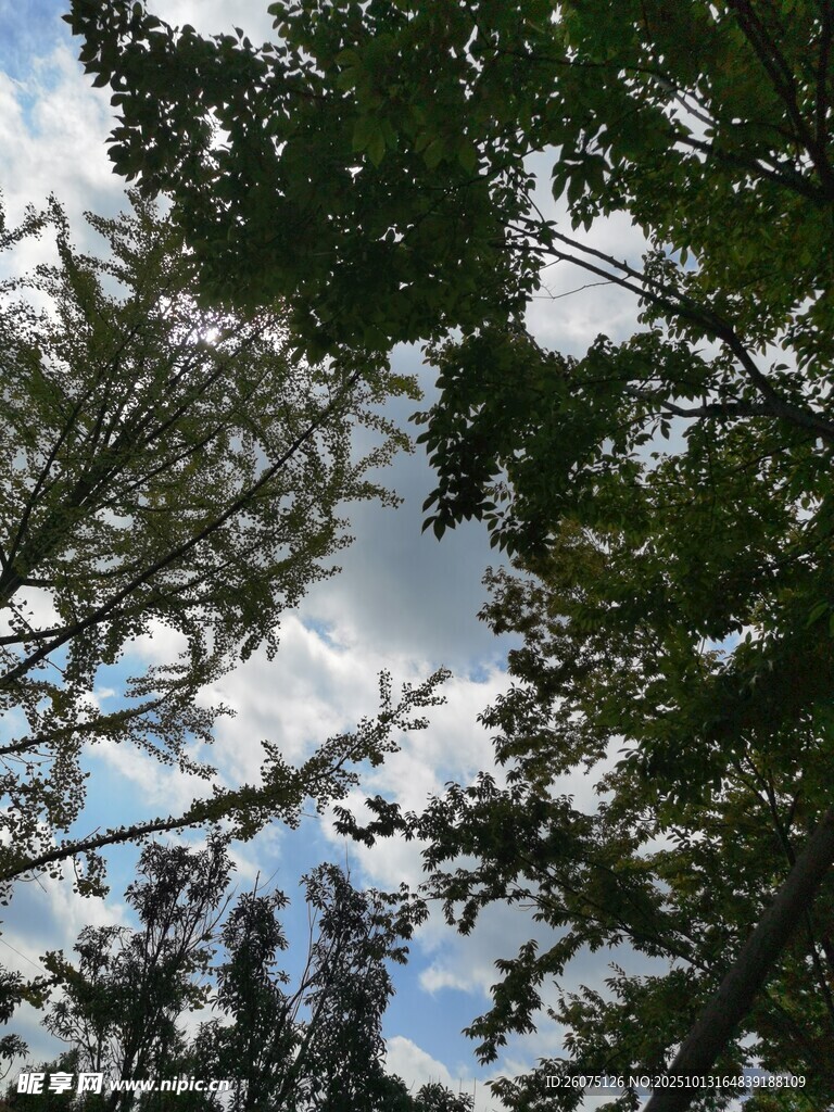 仰視蔥郁樹(shù)木與藍(lán)天