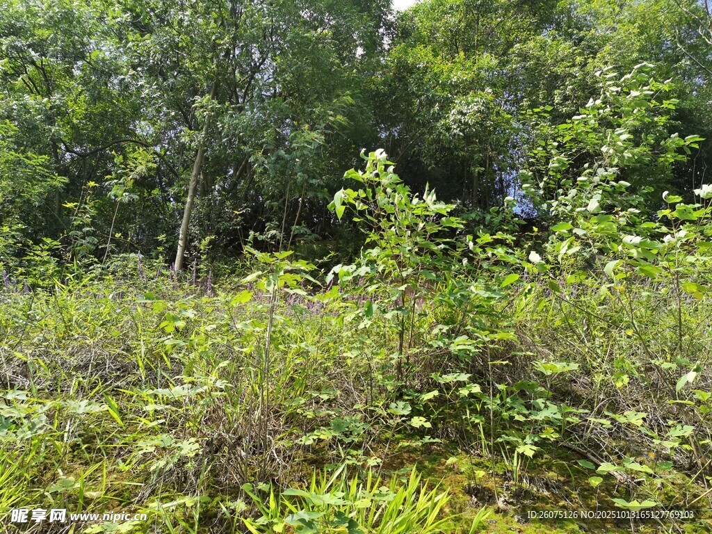 野外茂密植被景觀